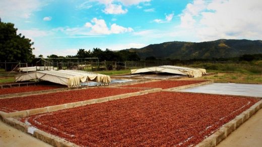 Cocoa beans