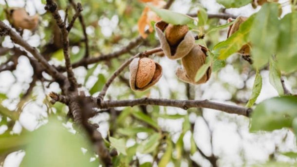 Almond