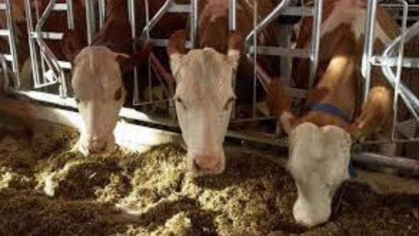 Livestock