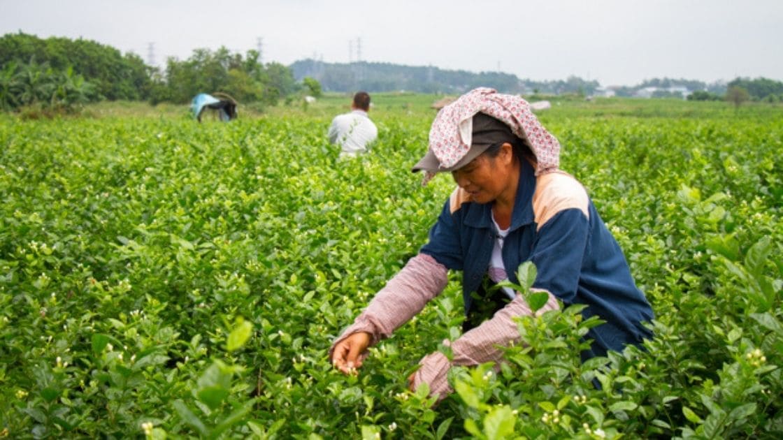 plucking :- How to plucking and harvesting of tea leaves?