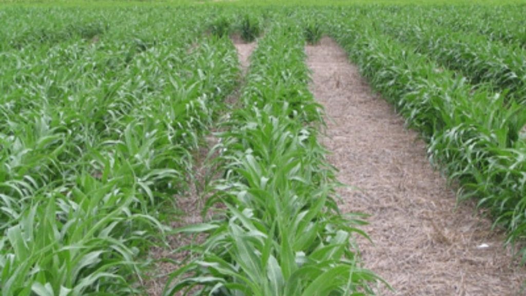 Seed Rate And How Sowing Is Done In Organic Sorghum Farming?