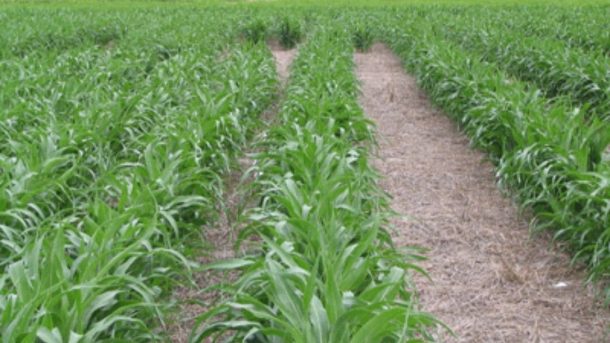 seed rate