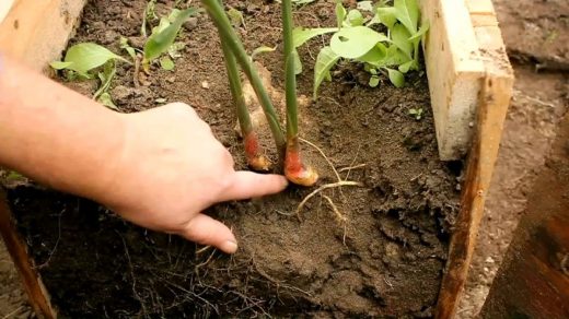 turmeric