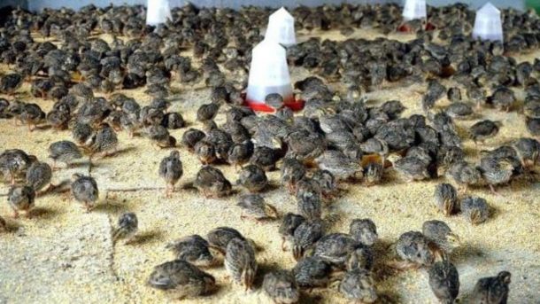 Quail farming