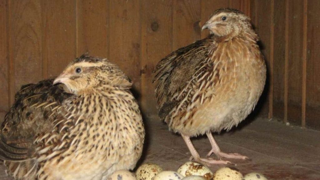 Process :- What Is The Breeding Process Of Quails?