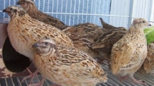 Quail