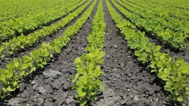 Monoculture