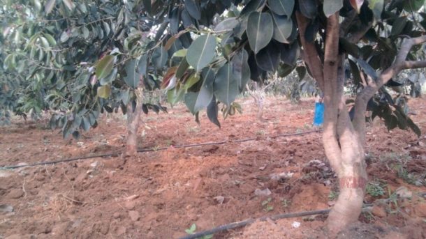 irrigation