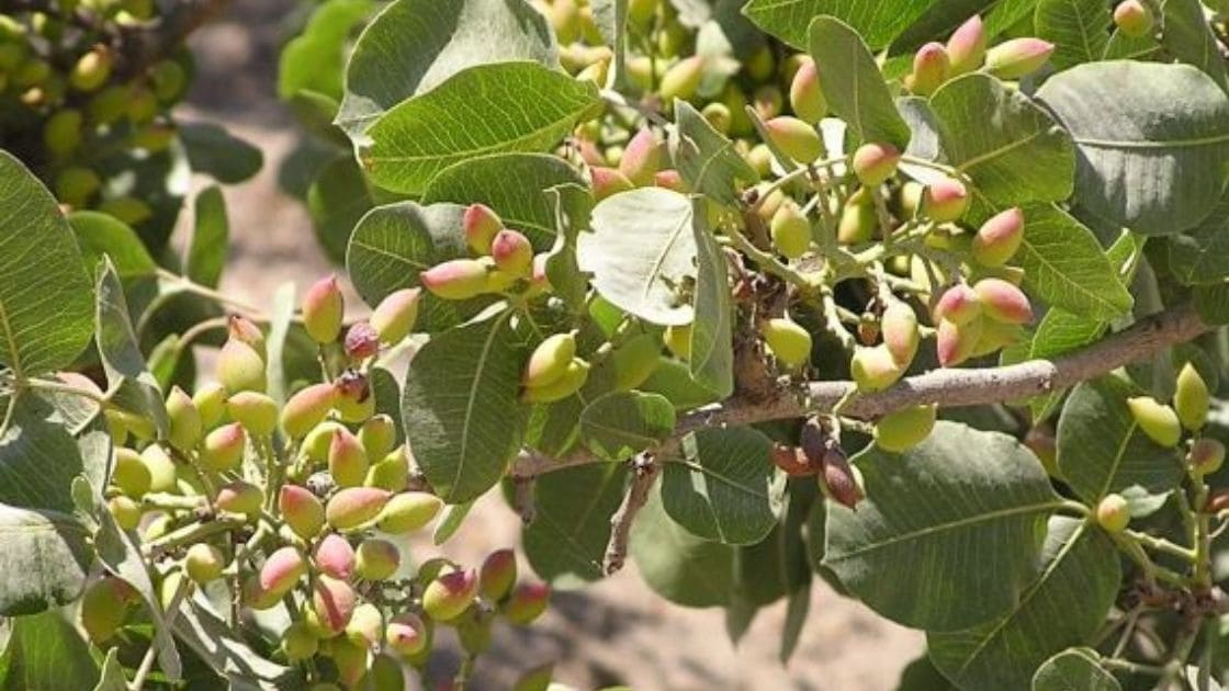 Pistachio :- the climatic requirement for Pistachio cultivation?