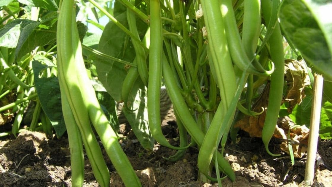 what-are-the-climatic-conditions-required-for-beans-plantation-agrisay