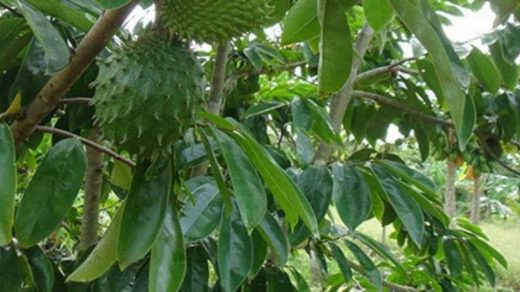 soursop