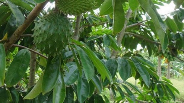 soursop