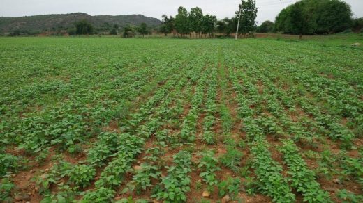 seed rate
