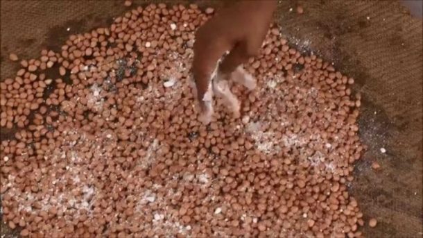 groundnut