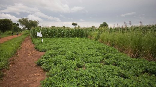 soil moisture
