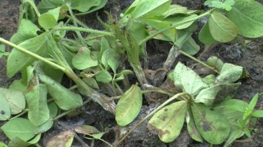 Stem