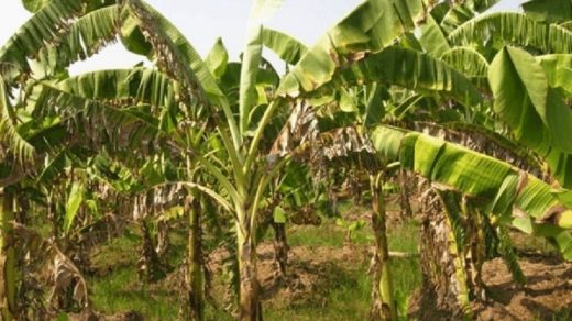 Banana