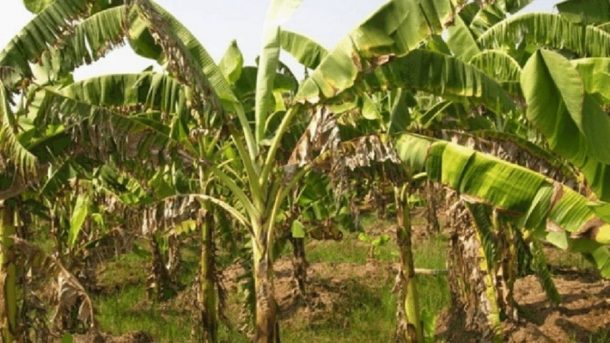 Banana