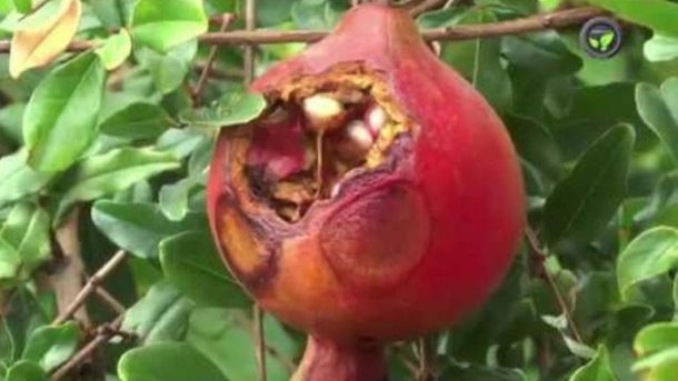 pomegranate