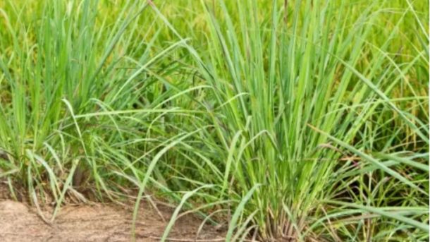 lemon grass