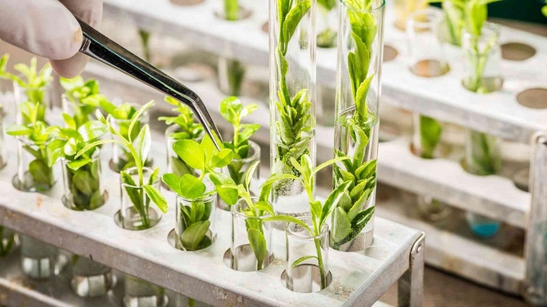 current research in plant biotechnology