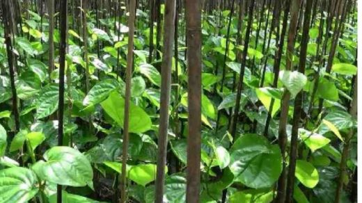betel leaves