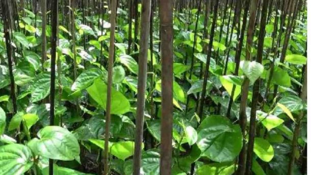 betel leaves