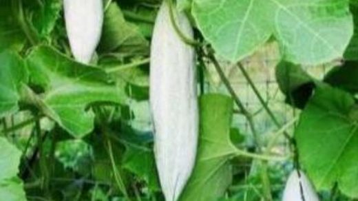 cultivar
