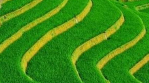 contour farming