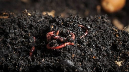 vermicompost
