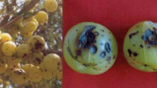 fruit