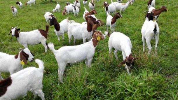 how-much-space-do-you-need-to-raise-goats-weed-em-reap