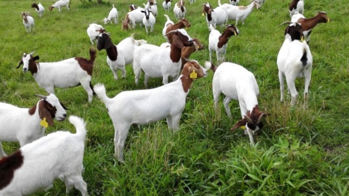 goat-required-for-each-goat-or-how-much-space-do-goats-need