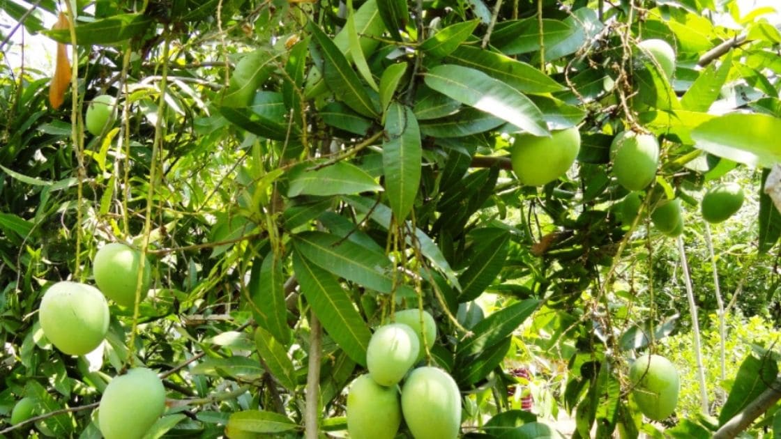 Mango :- benefits of using Panchagavya on the yield of Mango?