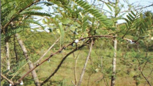 aphids