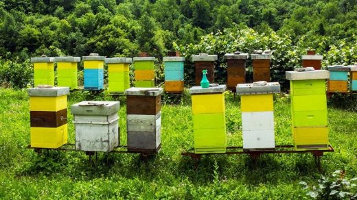 Honey bee