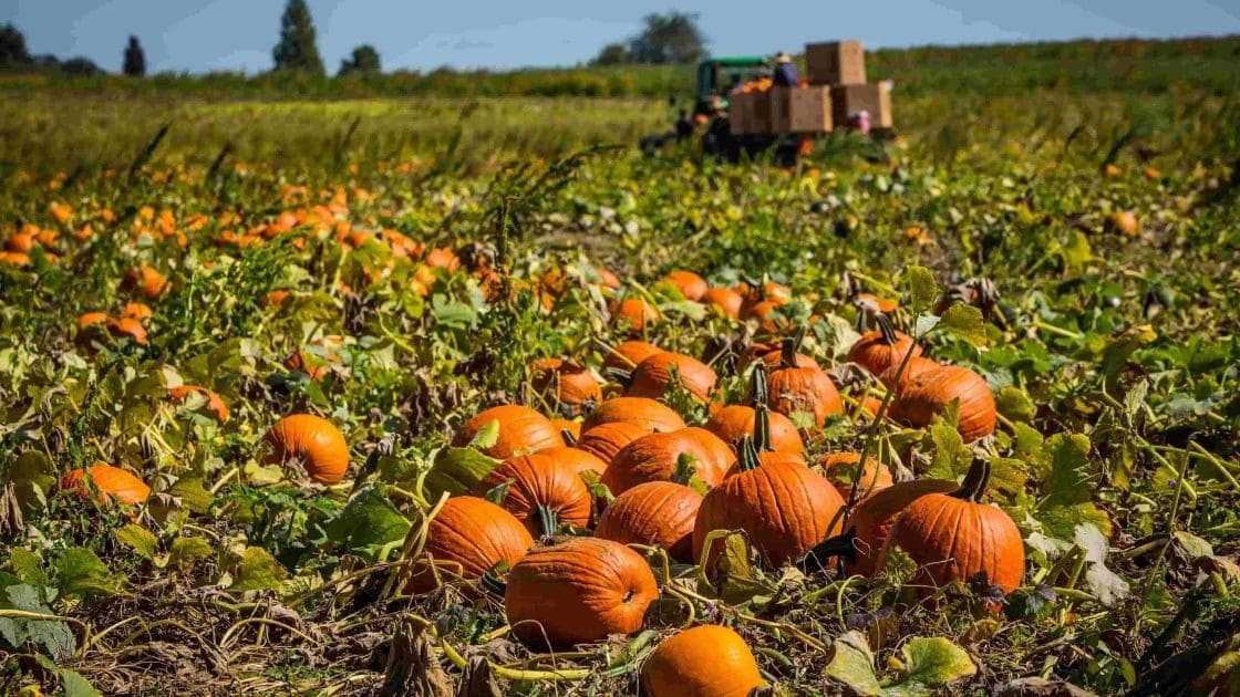 growing :- Which is the best season for growing Pumpkins?