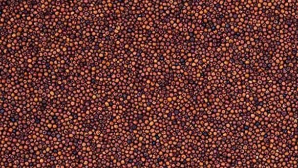 finger millet