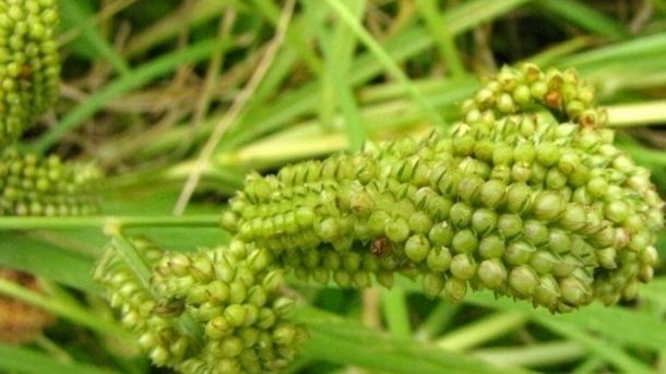 finger millet