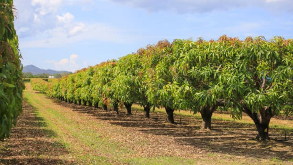 mango :- How weed management is done in mango orchard?