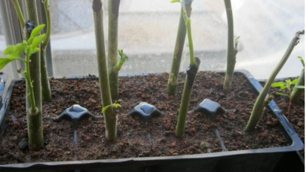 propagate