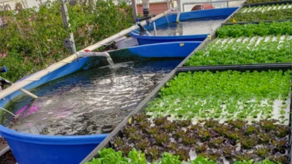 System :- Process Of Aquaponics And How Does This System Work?