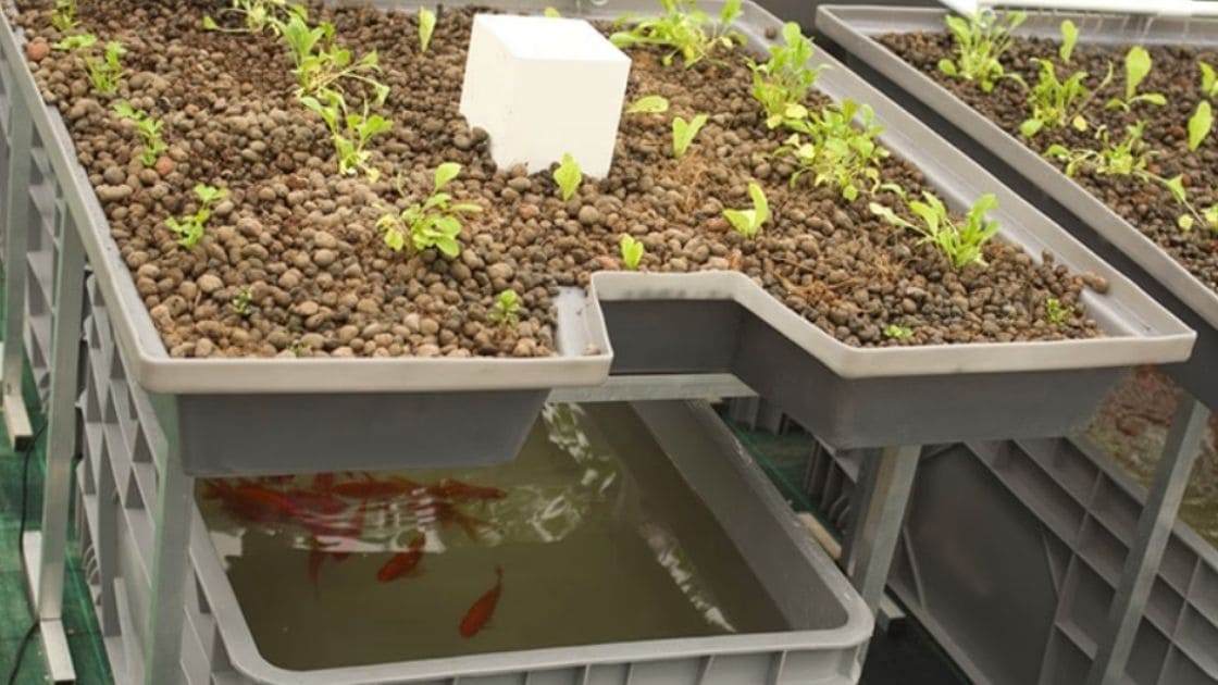 Aquaponics What Are The Advantages Of Aquaponics