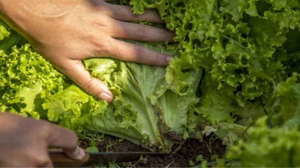lettuce