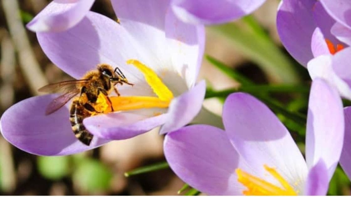 bee-population-the-causes-of-the-decrease-in-bee-population