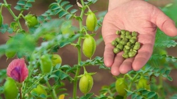 types of chickpea