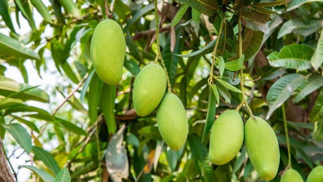 mango :- What is the yield of mango in High density cultivation?