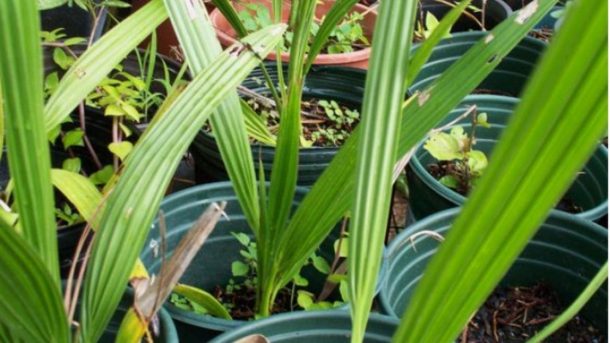 propagation