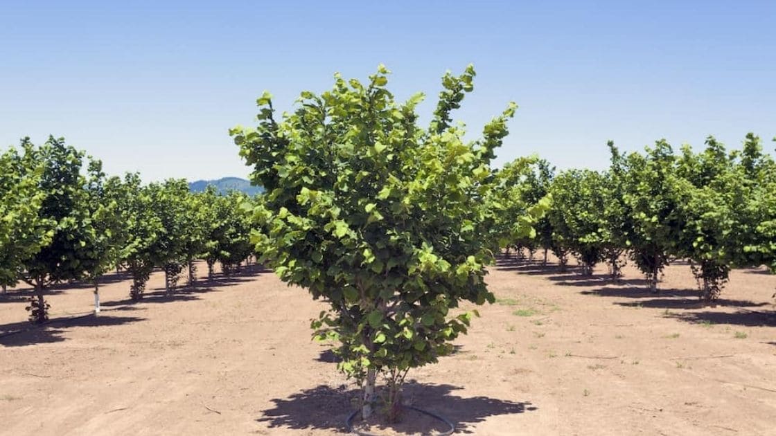 Which Soil Is Suitable For Hazelnut Farming Agrisay