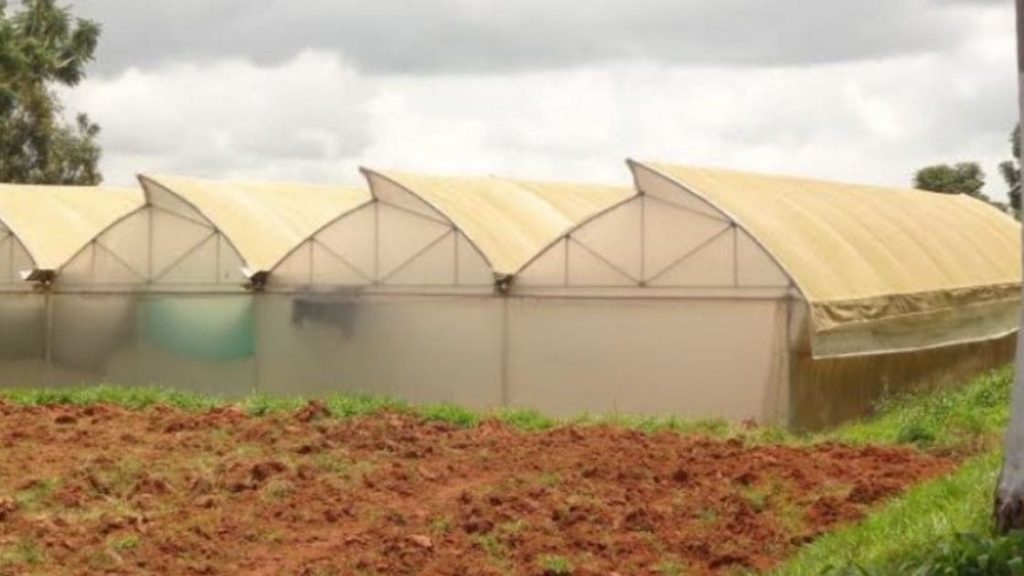 polyhouse-farming-advantages-cost-subsidy-and-suitable-crops